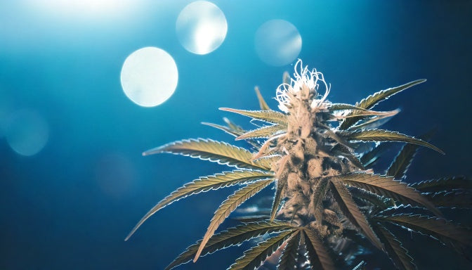 Anzucht von Cannabis: Vom Samen zur Pflanze