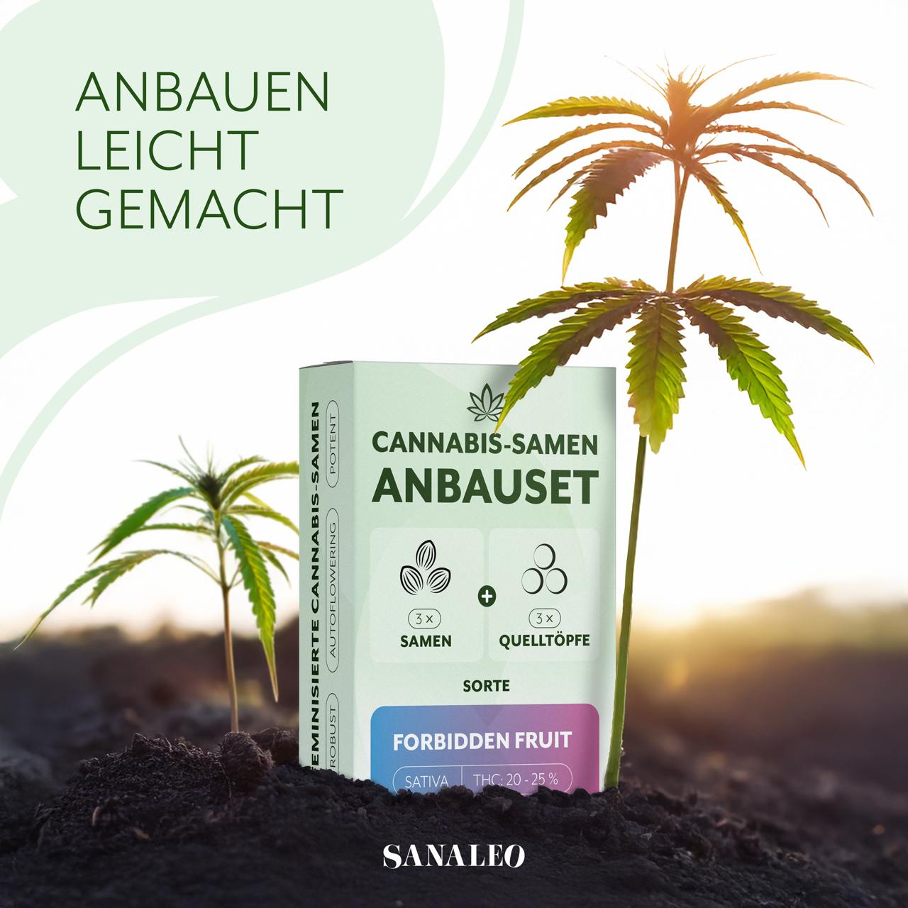Cannabis-Samen Anbauset