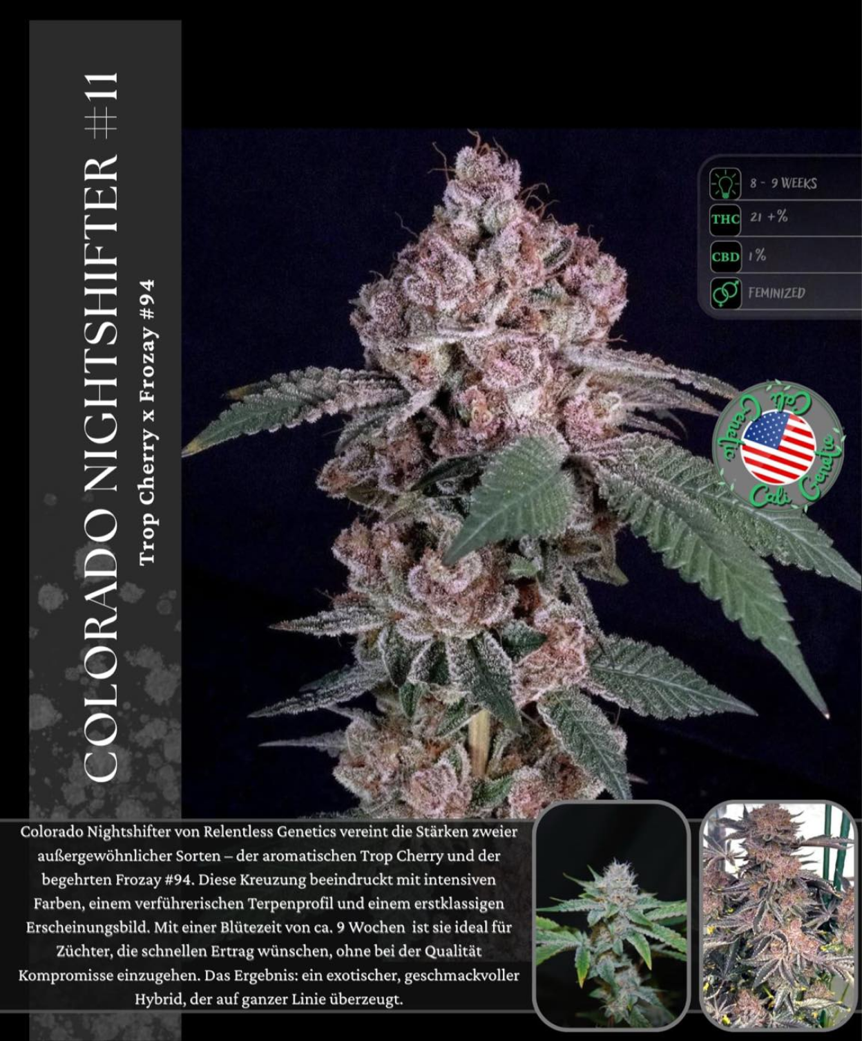 Colorado Nightshifter #11 – Premium Cut Steckling