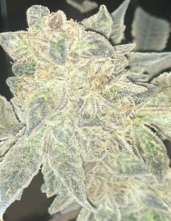 Runtz TC - Steckling