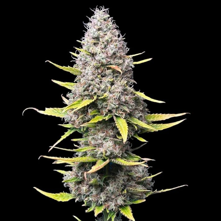 Super Silver Haze Samen Feminisiert 3 Seeds