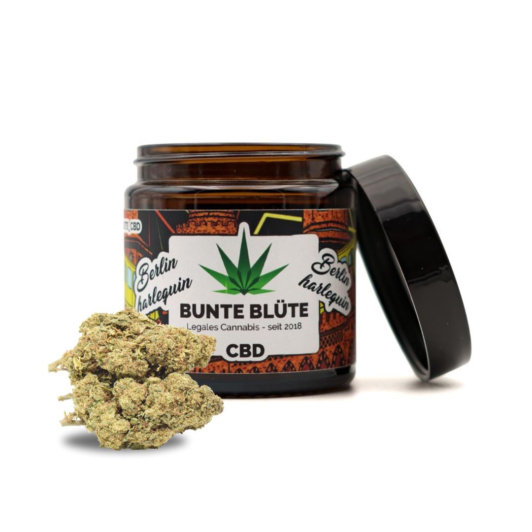 Bunte Blüte - Berlin Harlequin