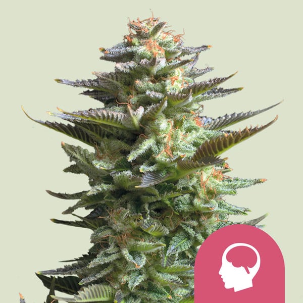 Amnesia Haze - Feminized - 3 Seeds + 3 Sample Seeds - Royal Queen Seeds