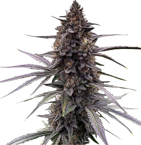Bananaconda #4 – Premium-Steckling