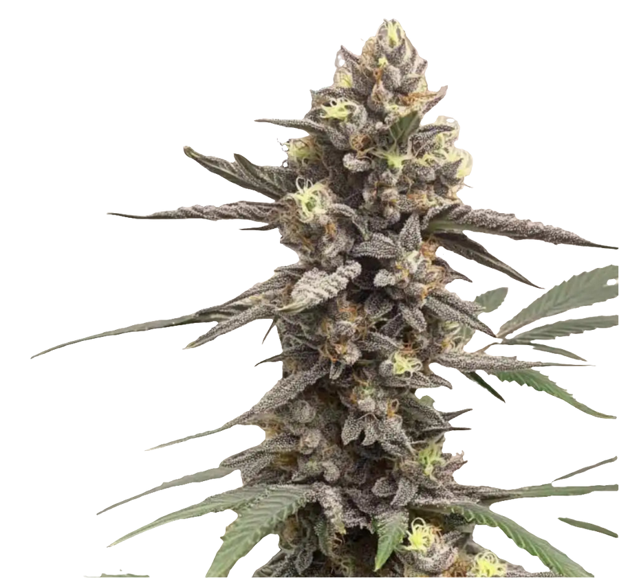 Permanent Chimera #35 – Premium-Cannabissteckling