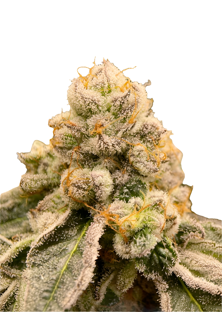 Fizzy Bubblegum - Steckling