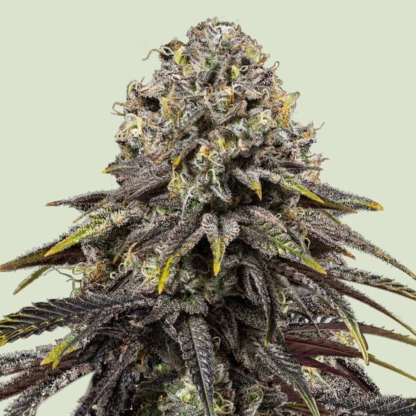 Dynamite Diesel - Feminized - 3 Seeds + 3 Sample Seeds - Royal Queen Seeds
