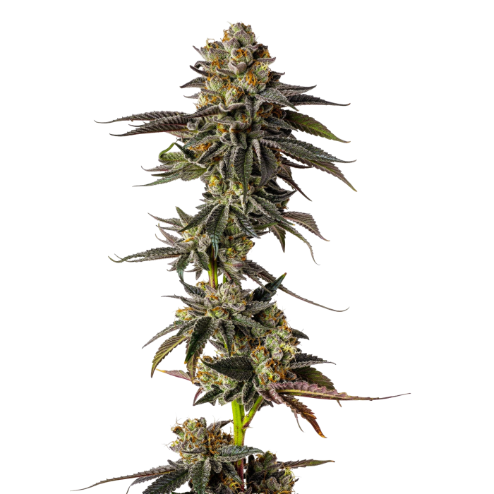 Growers Choice - Toad Venum autoflower - 3 Seeds + 1