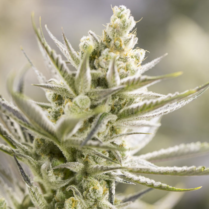 Double xl Forbidden Runtz 3 + 1 Seeds - Growers Choice