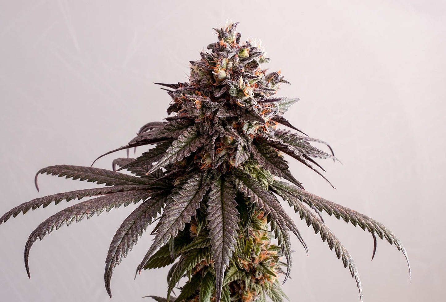 Gelato-K - 8 Seeds - Kannabia Seed Company