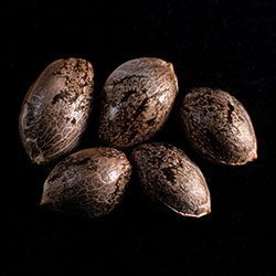 Gelato-K - 8 Seeds - Kannabia Seed Company