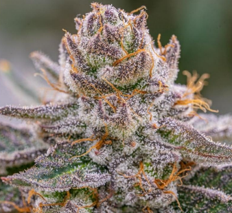 Grape Gas S1 TC - Steckling