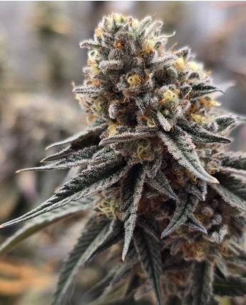 Grape Pie TC - Steckling