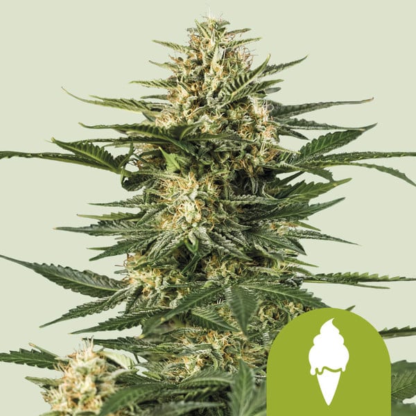 Green Gelato Auto - USA PREMIUM - 3 Seeds + 3 Sample Seeds - Royal Queen Seeds