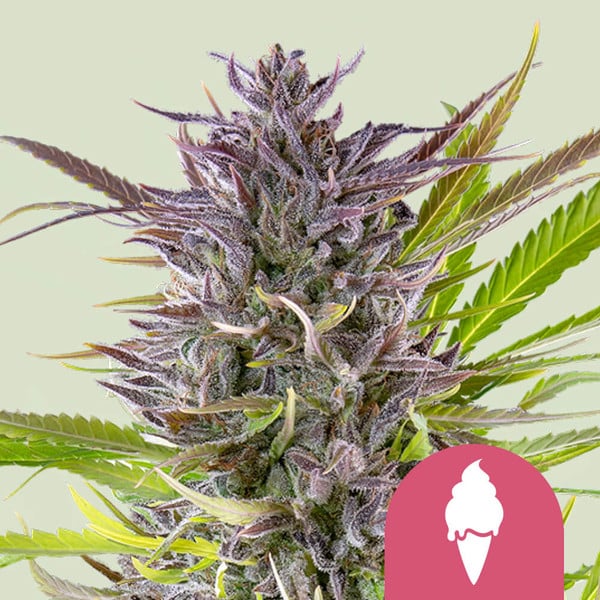 Green Gelato - Feminized - USA PREMIUM - 3 Seeds + 3 Sample Seeds - Royal Queen Seeds