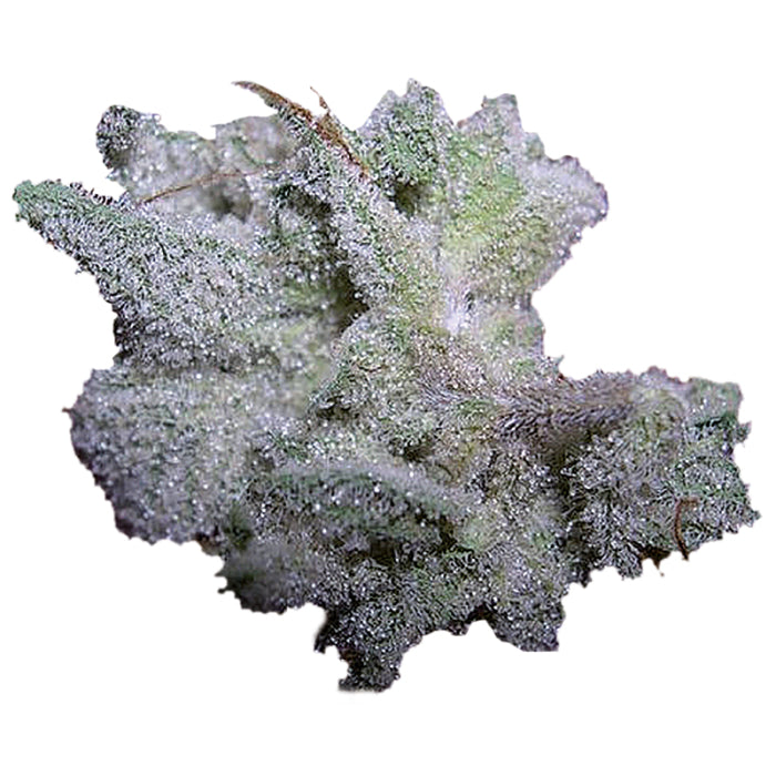 Braindamage Autoflower 3 + 1 Seeds - Growers Choice