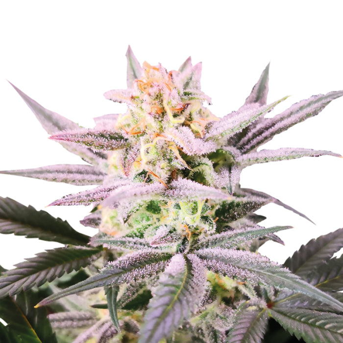 Double xl Watermelon Weddingcake 3 + 1 Seeds - Growers Choice