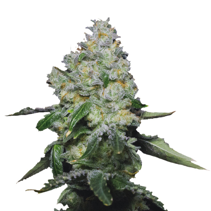 Double xl Tropical Cookies 3 + 1 Seeds - Growers Choice