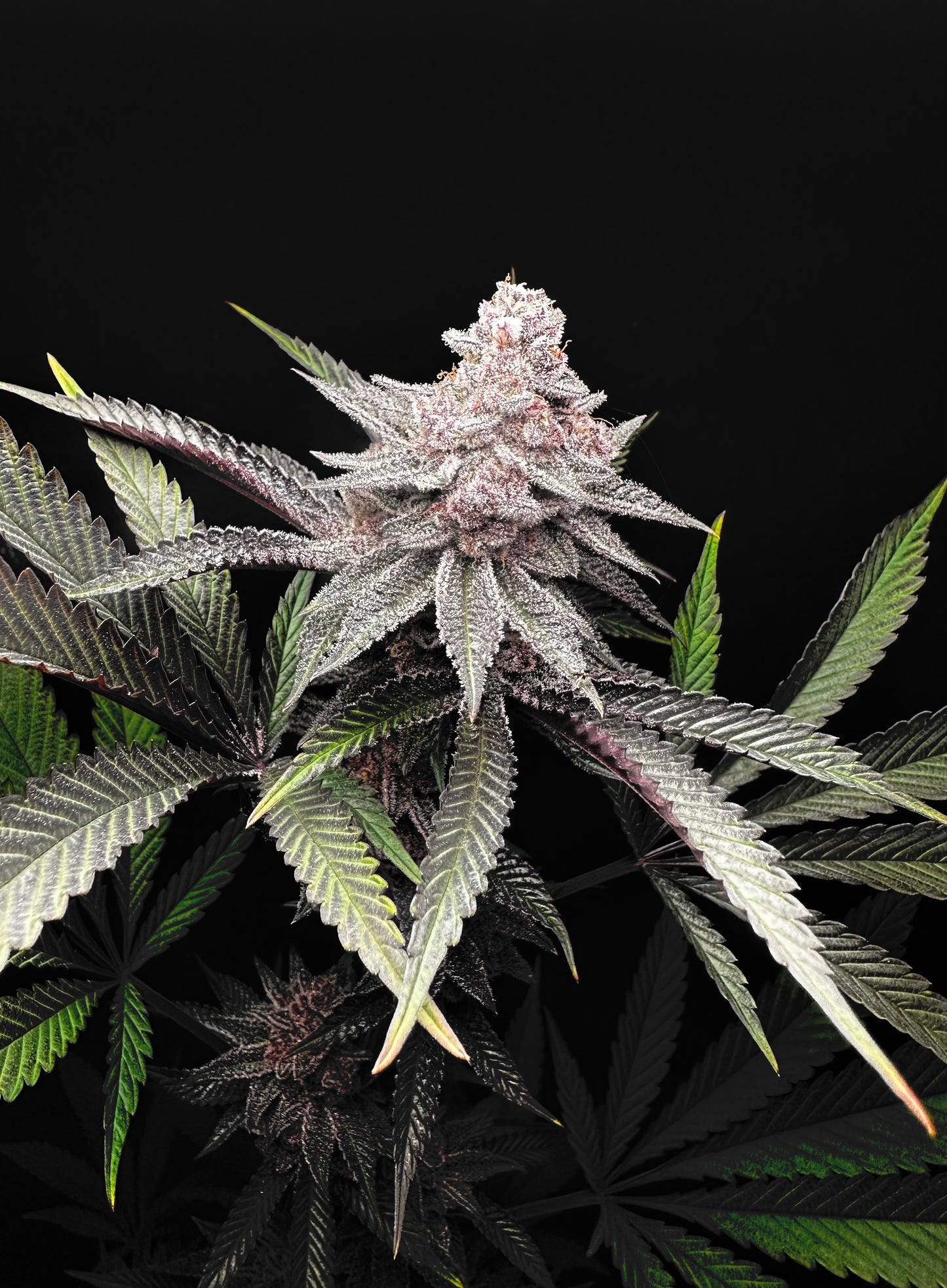 Super Cherry Buff #26 - Steckling