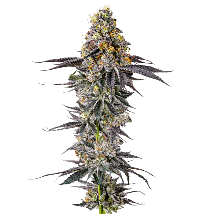 Growers Choice - Lobster Butter autoflower - 3 Seeds + 1