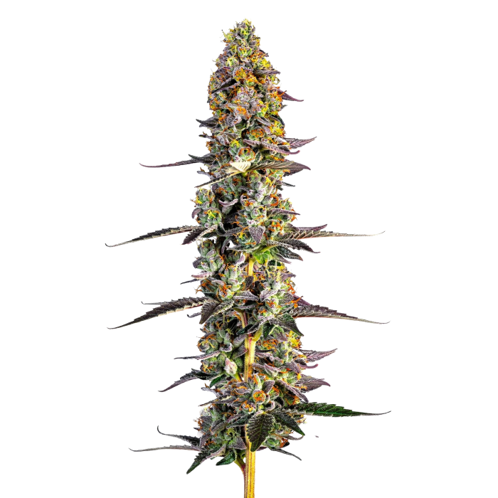 Growers Choice - Unicorn Wagyu autoflower - 3 Seeds + 1