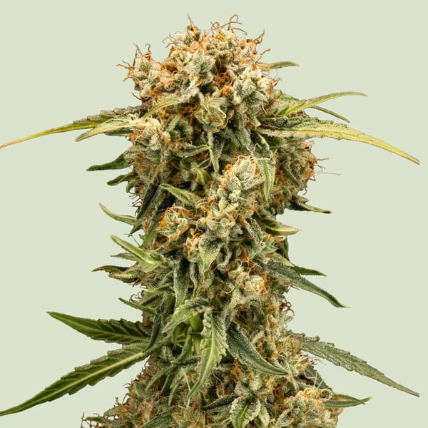 Medusa F1 - F1 Hybrids - 3 Seeds + 3 Sample Seeds - Royal Queen Seeds