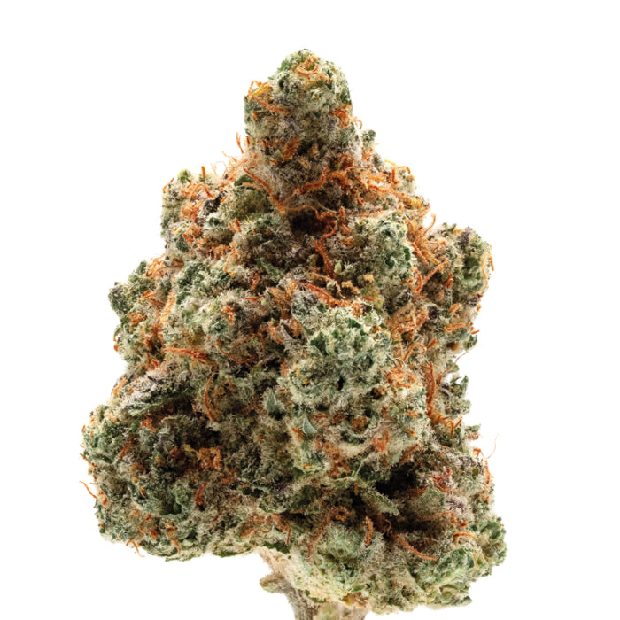 Monkey Glue autoflower 3 + 1 Seeds - Growers Choice