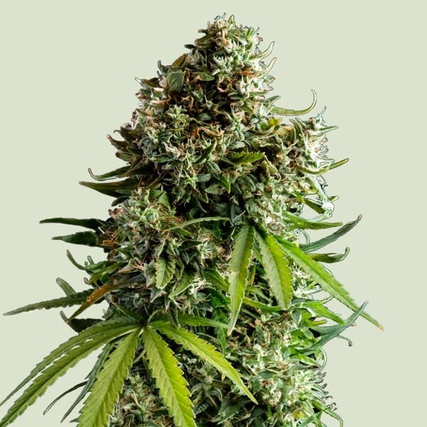 NYC Sour D - 3 Seeds + 3 Sample Seeds - Royal Queen Seeds