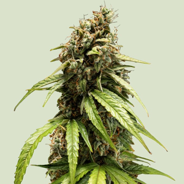 Orion F1 - F1 Hybrids - 3 Seeds + 3 Sample Seeds - Royal Queen Seeds