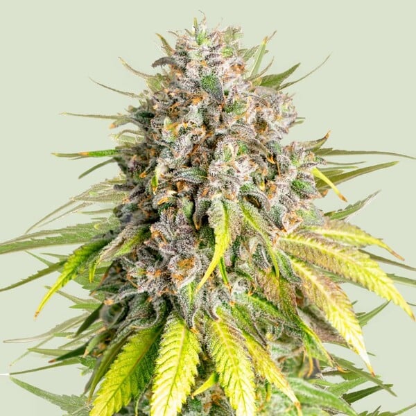 Punch Pie - Feminized - 3 Seeds + 3 Sample Seeds - Royal Queen Seeds