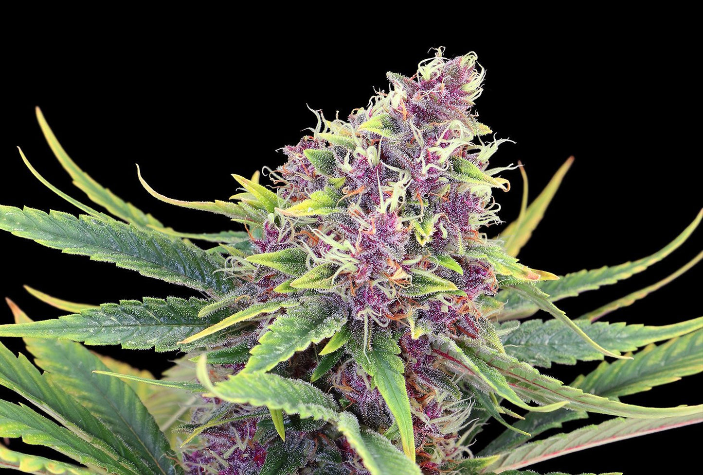 Puple Kush - 8 Seeds - Kannabia Seed Company