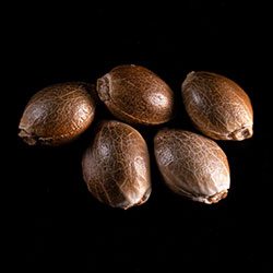 Puple Kush - 8 Seeds - Kannabia Seed Company