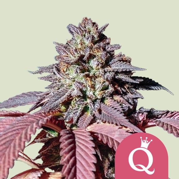 Purple Queen - Feminized - 3 Seeds + 3 Sample Seeds - Royal Queen Seeds