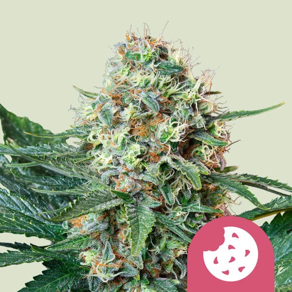 Royal Cookies - Feminized - USA PREMIUM - 3 Seeds + 3 Sample Seeds - Royal Queen Seeds