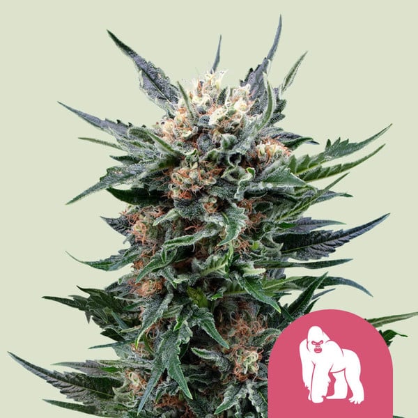 Royal Gorilla - Feminized - 3 Seeds + 3 Sample Seeds - Royal Queen Seeds
