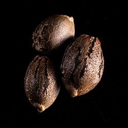 Sativa Dream 3 Seeds