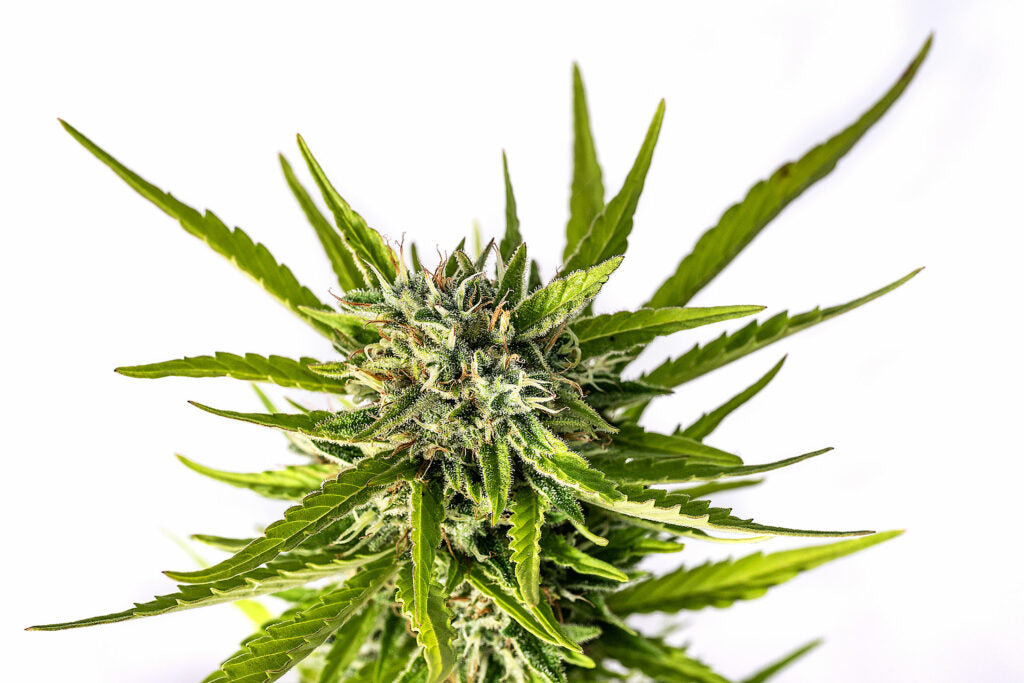 Strawberry Haze Auto - 8 Seeds - Kannabia Seed Company