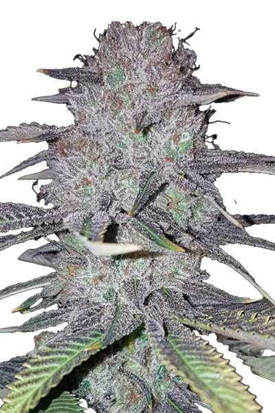 Wedding Cake - Steckling