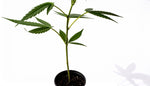 Stecklinge growen – So machst du alles richtig!
