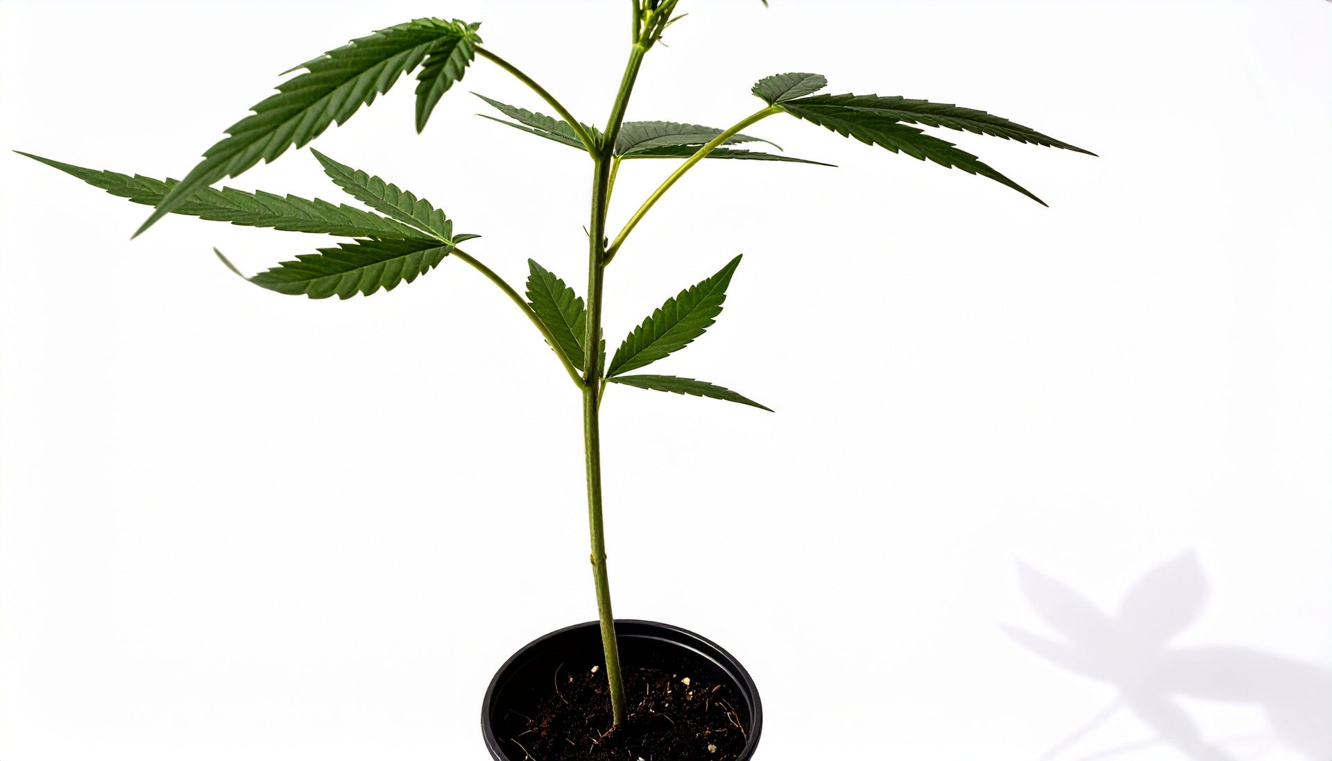 Stecklinge growen  So machst du alles richtig!  Shisha-Bong-Club Hannover