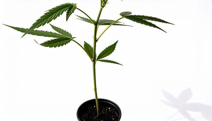 Stecklinge growen – So machst du alles richtig!