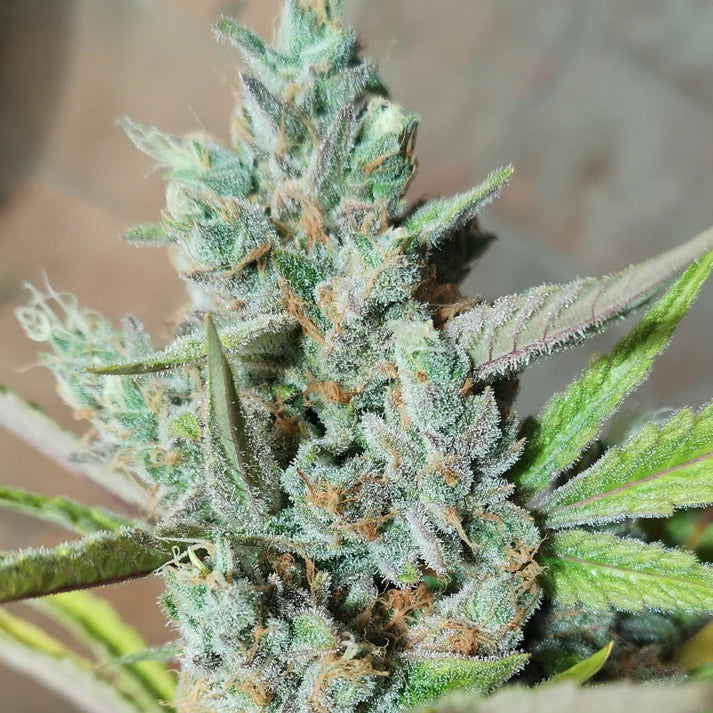 Amnesia Haze Samen Feminisiert 3 Seeds