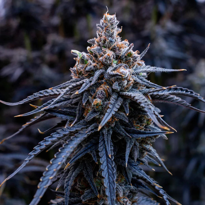 Bubba Kush US Samen Feminisiert 3 Seeds - Lucky Hemp