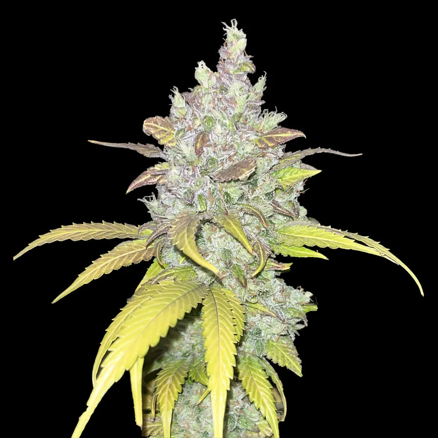 Cookies Samen Automatik 3 Seeds