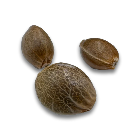 Cookies Samen Automatik 3 Seeds