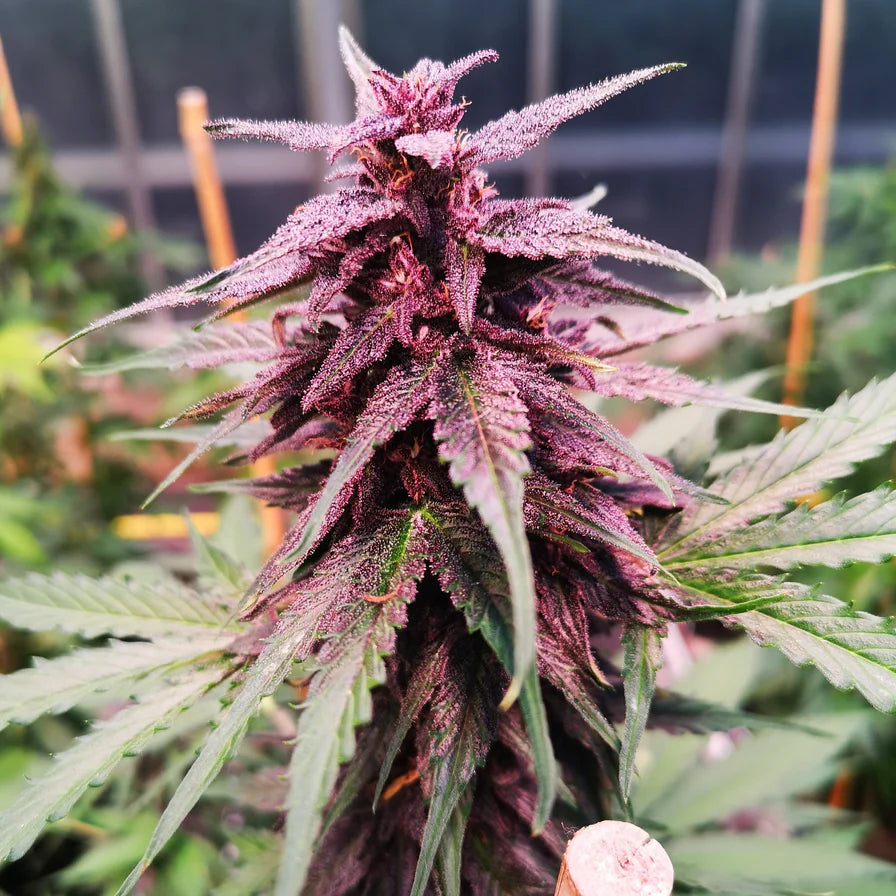 Gelato Samen Automatik 3 Seeds