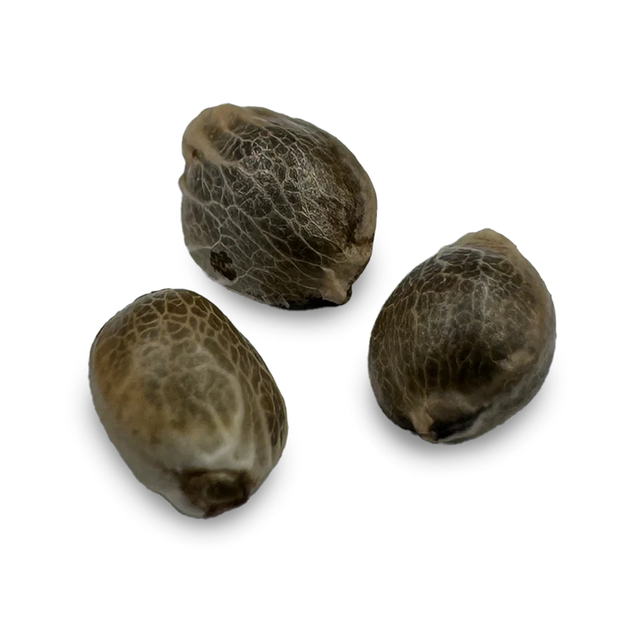 Gelato Samen Automatik 3 Seeds