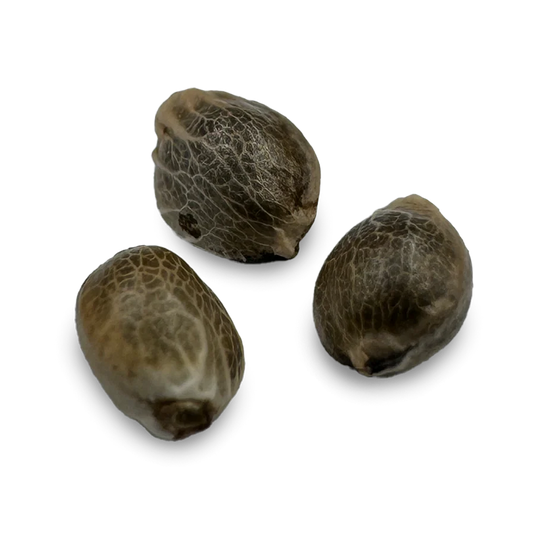 Gelato Samen Automatik 3 Seeds