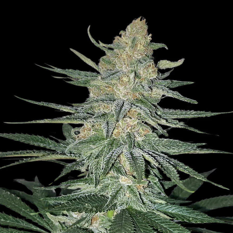 Gorilla Samen Automatik 3 Seeds