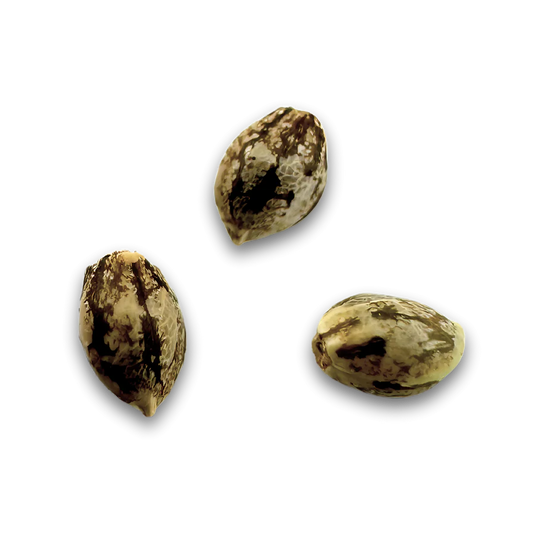 Gorilla Samen Automatik 3 Seeds